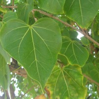 Thespesia populnea (L.) Sol. ex Corrêa